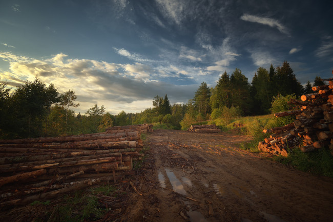 Обои картинки фото природа, лес