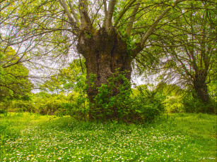 Картинка природа деревья простор