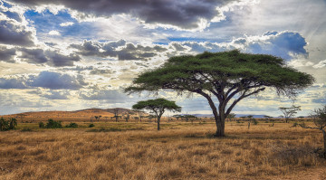 Картинка природа деревья простор