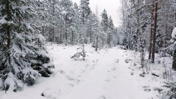 Картинка природа зима простор