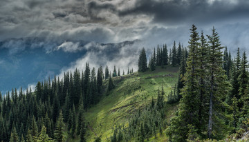 Картинка природа лес простор