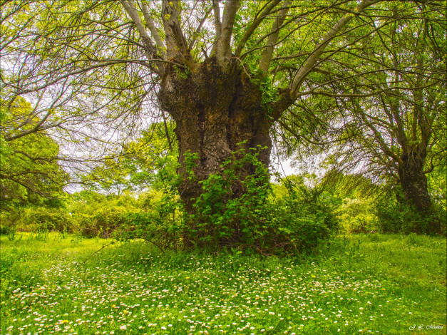 Обои картинки фото природа, деревья, простор