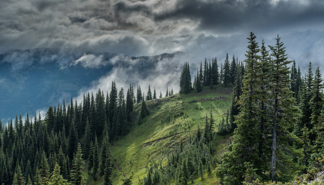 Обои картинки фото природа, лес, простор