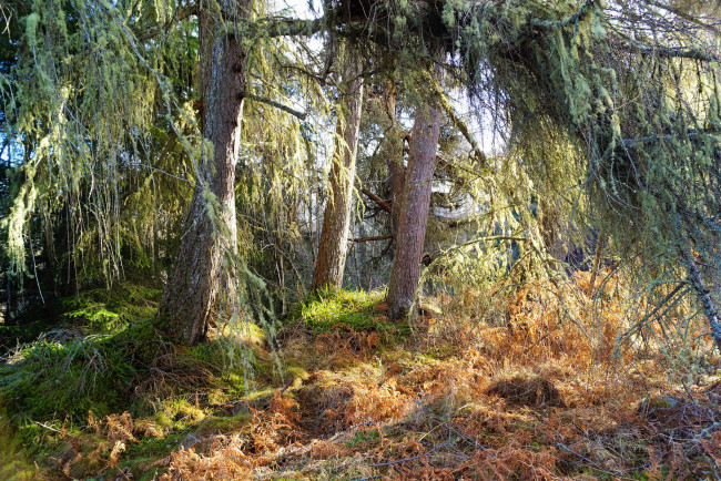 Обои картинки фото природа, лес, простор