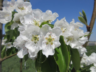 Картинка цветы цветущие+деревья+ +кустарники весна 2018 апрель