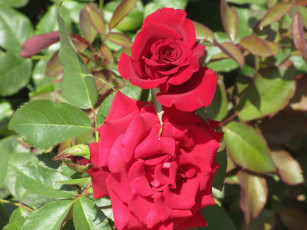 Картинка цветы розы лето 2018 июнь