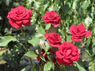 Картинка цветы розы лето 2018 июнь