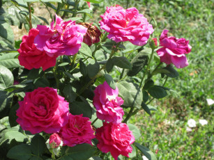 Картинка цветы розы лето 2018 июнь