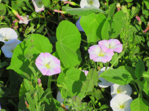 Картинка цветы вьюнки +ипомеи лето 2018 июнь