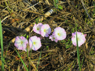 Картинка цветы вьюнки +ипомеи лето 2018 июнь