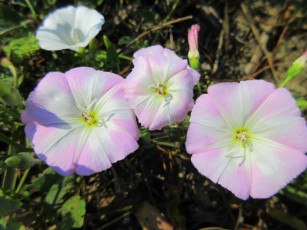 Картинка цветы вьюнки +ипомеи лето 2018 июнь