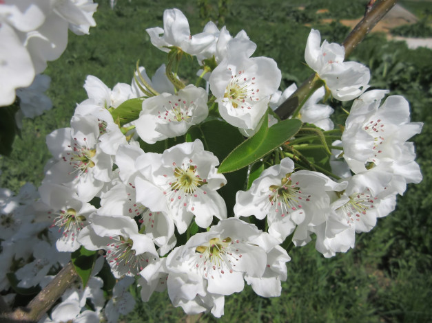 Обои картинки фото цветы, цветущие деревья ,  кустарники, весна, 2018, апрель