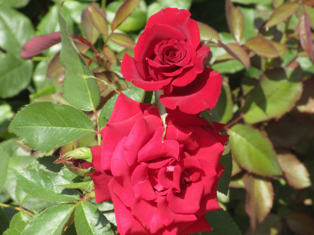 Обои картинки фото цветы, розы, лето, 2018, июнь