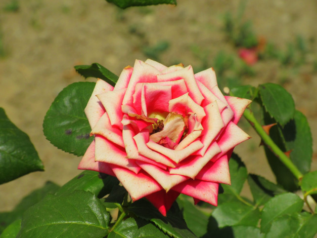 Обои картинки фото цветы, розы, лето, 2018, июнь