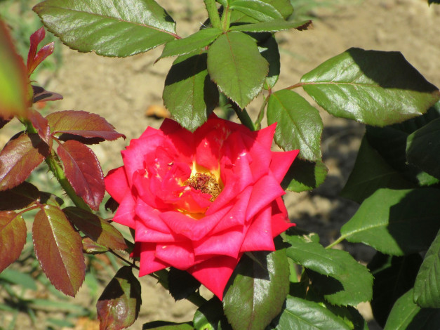 Обои картинки фото цветы, розы, лето, 2018, июнь