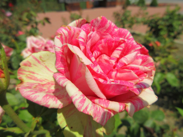 Обои картинки фото цветы, розы, лето, 2018, июнь