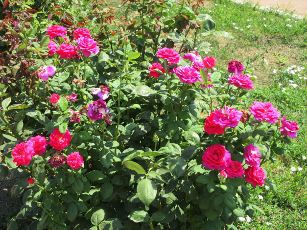 Обои картинки фото цветы, розы, лето, 2018, июнь