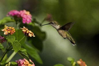 Картинка колибри животные самая маленькая птица в мире да само название птицы очень красивое королева нектара