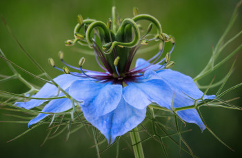 Картинка цветы нигелла макро