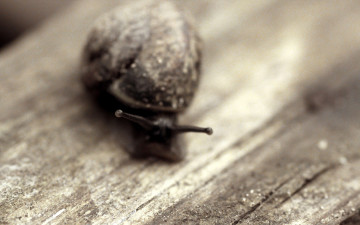 Картинка животные улитки улитка