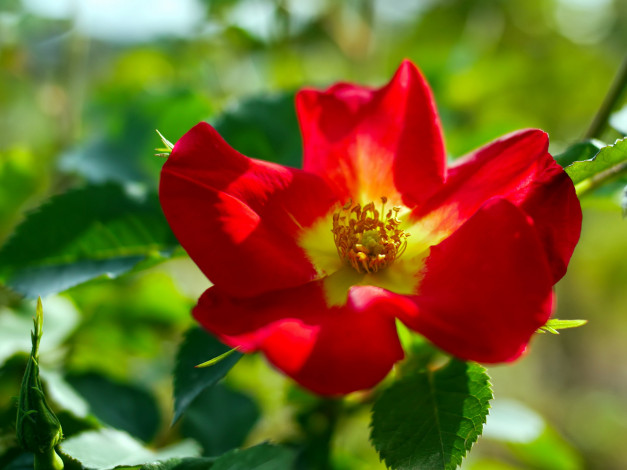 Обои картинки фото цветы, розы, алая, роза, макро