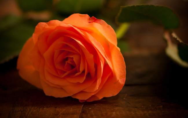 Обои картинки фото цветы, розы, персиковая, роза, бутон