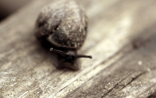 Обои картинки фото животные, улитки, улитка