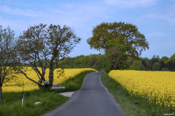 Картинка природа дороги дорога