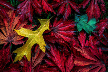 Картинка природа листья осень