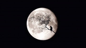 Картинка разное компьютерный+дизайн ночь луна дерево ветка кот силуэт