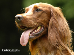 Картинка животные собаки