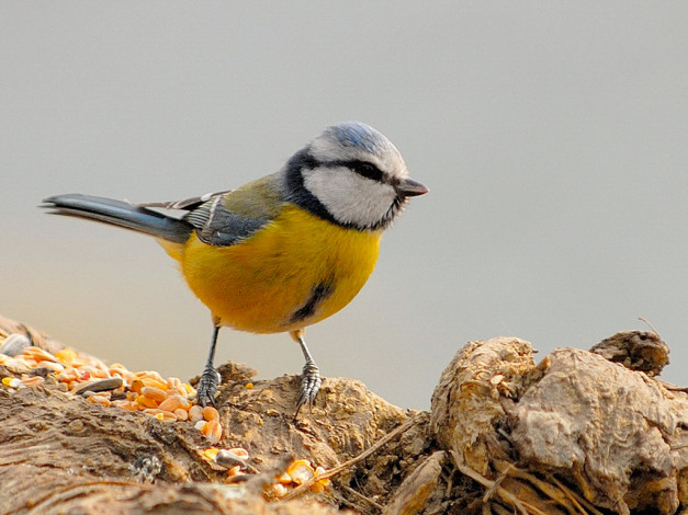 Обои картинки фото животные, синицы, лазоревки