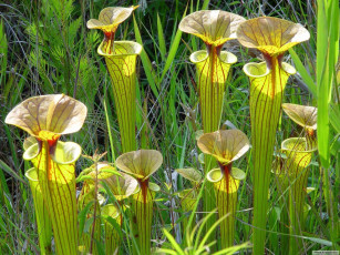 Картинка цветы