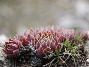 Картинка цветы