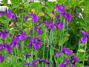 Картинка цветы ирисы