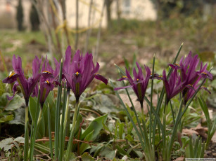 Картинка цветы ирисы