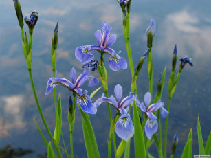 Картинка цветы ирисы