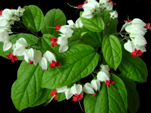 Картинка цветы клеродендрумы