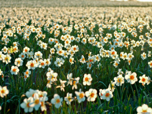 Картинка цветы нарциссы