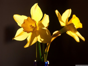 Картинка цветы нарциссы