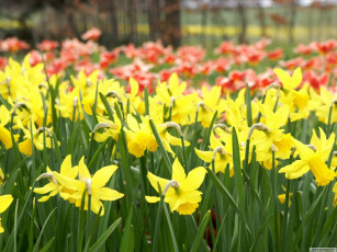 Картинка цветы нарциссы