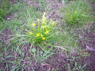 Картинка цветы рижском парке