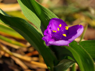 Картинка цветы традесканции