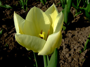 Картинка цветы тюльпаны