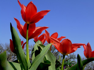 Картинка цветы тюльпаны