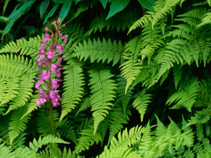 Картинка purple fringed orchid great smoky mountains north carolina цветы орхидеи