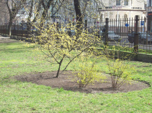 Картинка рига верманский парк города латвия