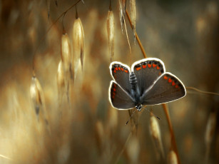Картинка животные бабочки