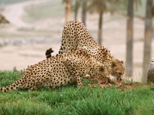 Картинка животные гепарды