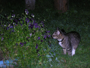 Картинка животные коты